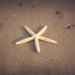 美国黄色三级片 fohes02c