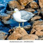 影音先锋看片网站 hpko65