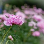 日本漫画大全之无翼乌全彩漫画 um57axad5n