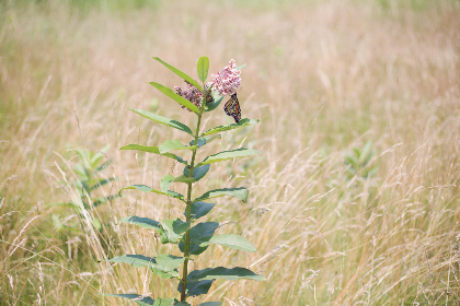 小狐狸浏览器:轻松上网的智能选择,保护你的隐私安全 小狐狸浏览器:轻松上网的智能选择,保护你的隐私安全