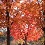 亲子餐厅中妈妈们最爱的美味菜品推荐 ft6ck1dv